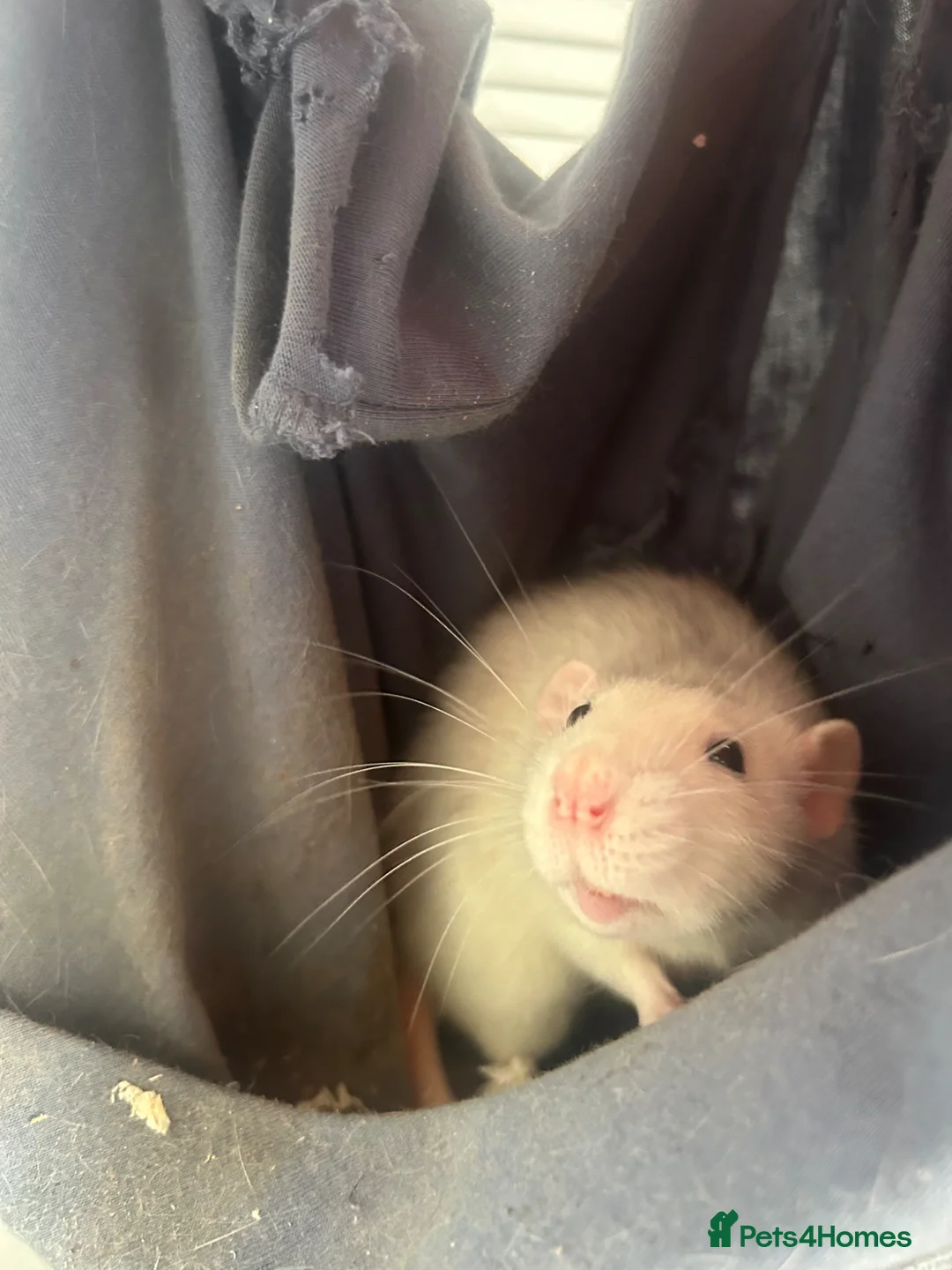 Rat rodents for sale: 4 female rats in Nottingham - Advert 3