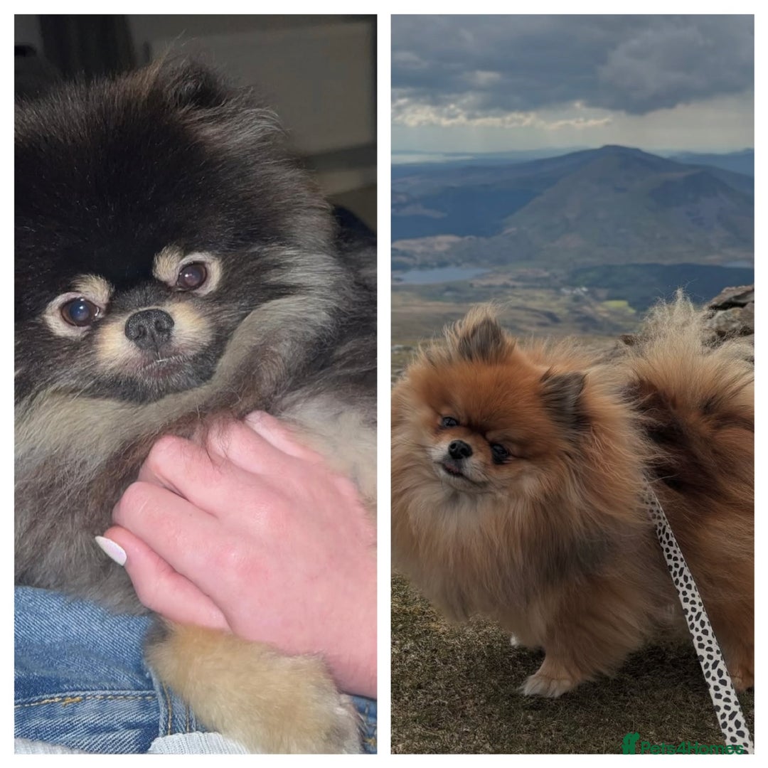 Pomeranian dogs for sale: Pomeranian Puppies BEAUTIFUL Ready Now  - Image 4