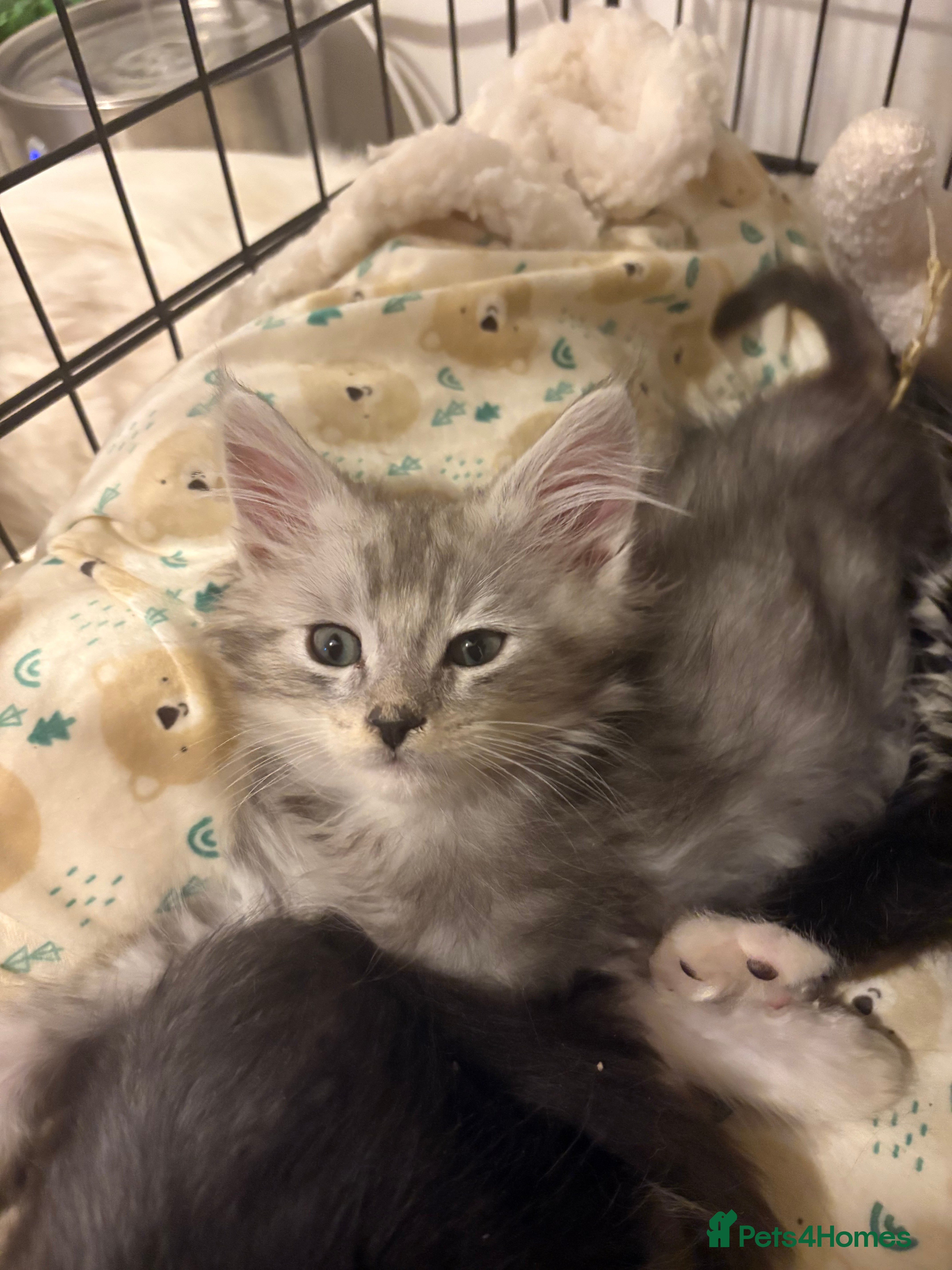 Maine Coon cats Maincoon X Ragdoll 3 kittens left - Advert 2