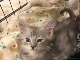 Maine Coon cats Maincoon X Ragdoll 3 kittens left - Advert 2