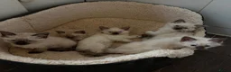 Ragdoll cats for sale: Pure ragdoll kittens  - Advert 2