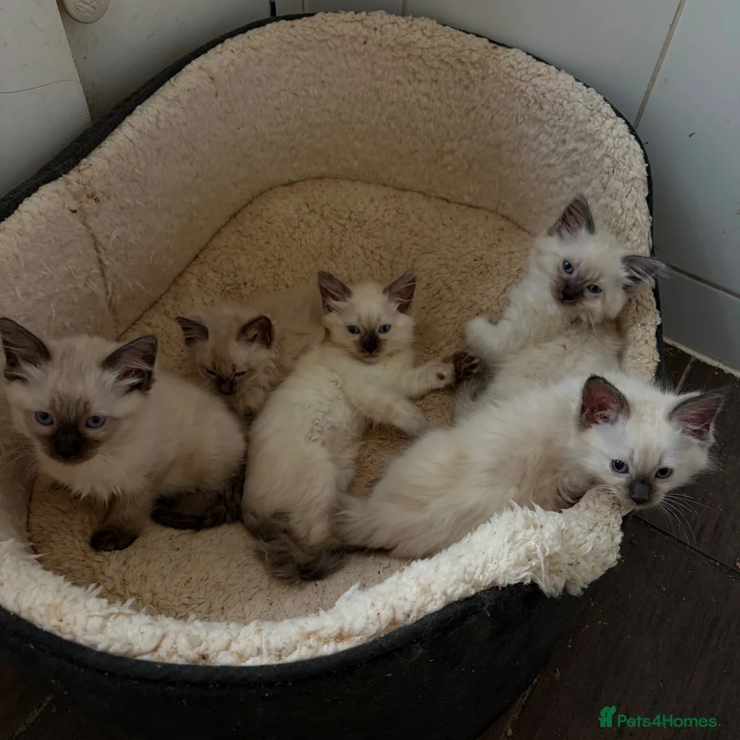 Ragdoll cats for sale: Pure ragdoll kittens  - Advert 2