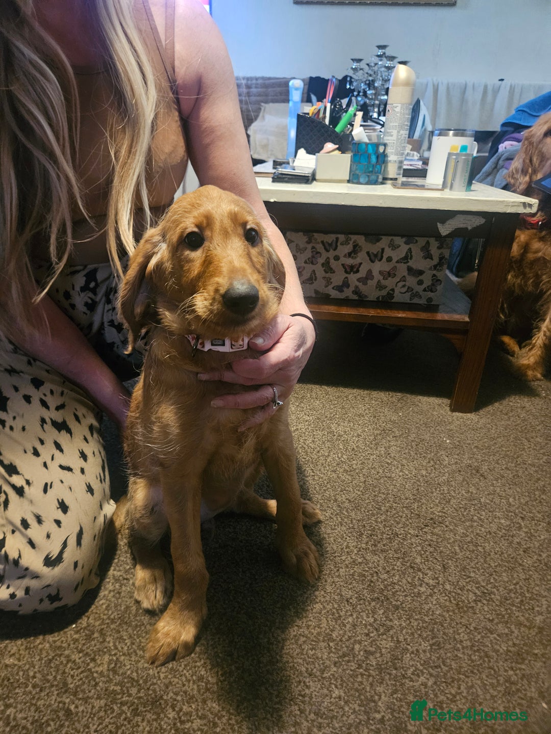 Labradoodle dogs for sale: Labradoodle f1b pups, 1 male, 1 female, stunning. - Advert 8