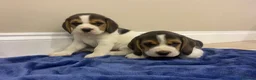 Beagle dogs for sale: Chunky friendly beagles  - Advert 5