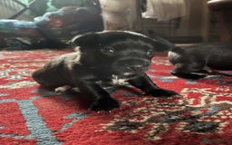 Patterjack dogs for sale: Patterjack Puppy  - Image 8