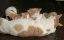 Mixed Breed cats for sale: Kittens available ( ready now ) - Image 3