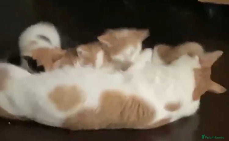 Mixed Breed cats - Advert 11