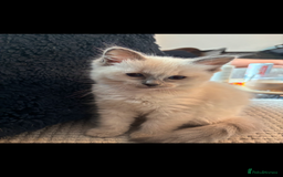 Ragdoll cats for sale: 3 gorgeous rag dolls ready to leave  - Image 7