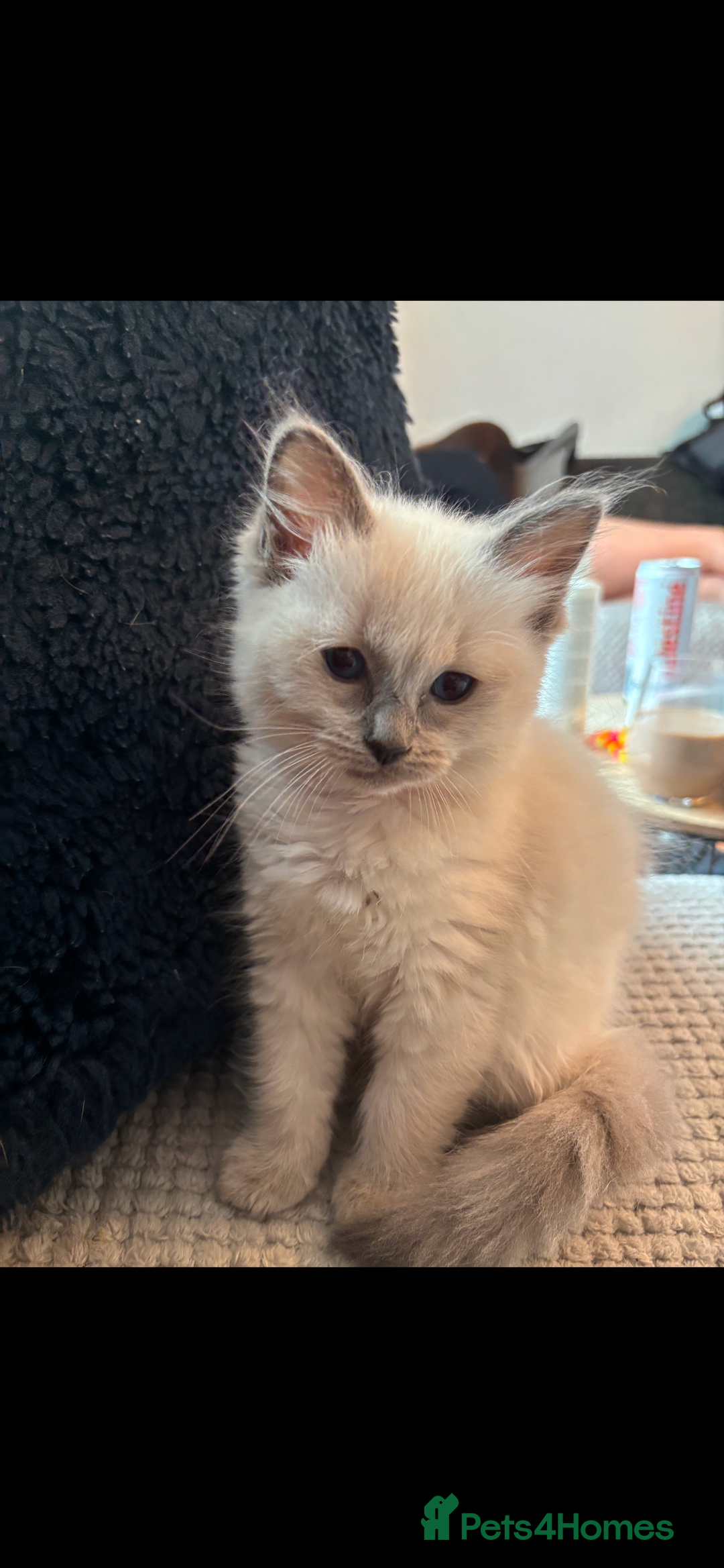 Ragdoll cats for sale: 3 gorgeous rag dolls ready to leave  - Image 7