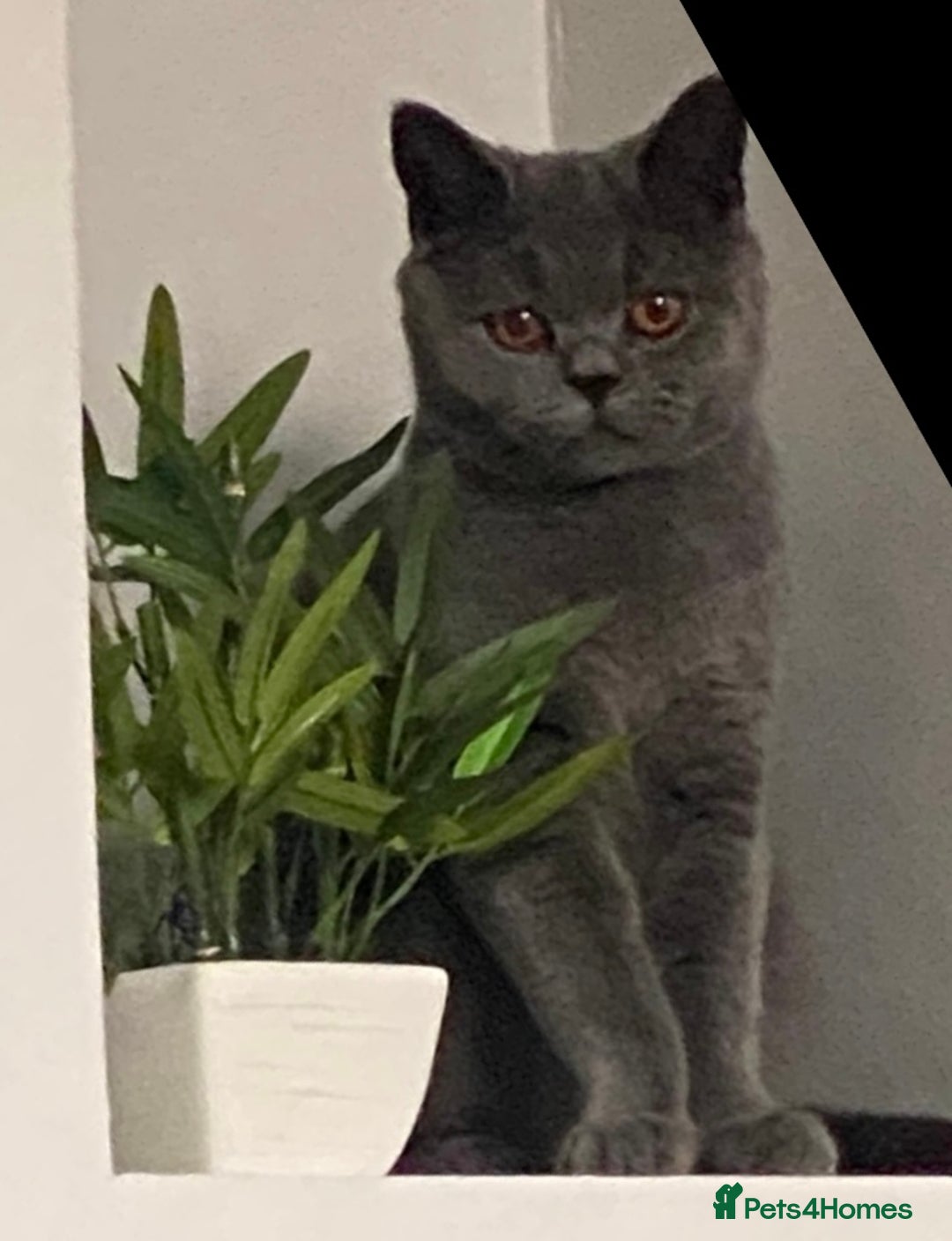 British Shorthair cats for sale: Grey British short hair, 2 years and 8 months old - Advert 3