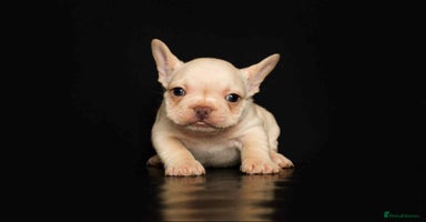 French Bulldog dogs - Advert 6