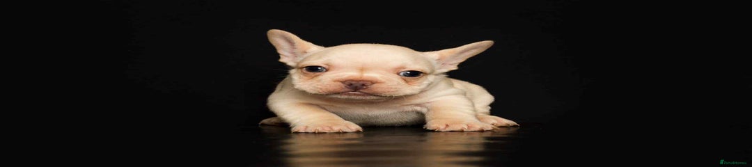 French Bulldog Puppy 3