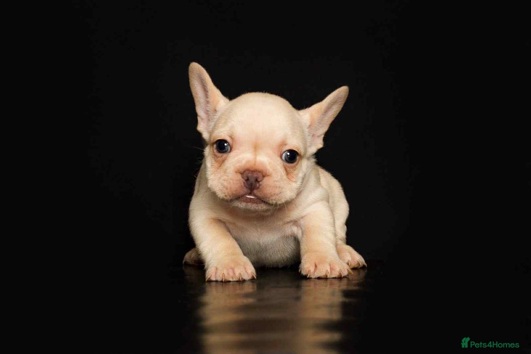 French Bulldog dogs for sale: kc registered french bulldogs - Image 3
