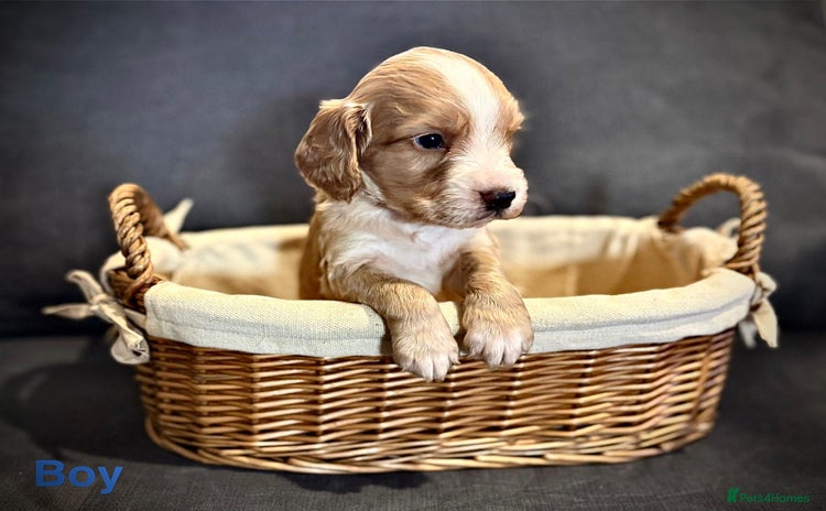 Cocker Spaniel dogs - Advert 1