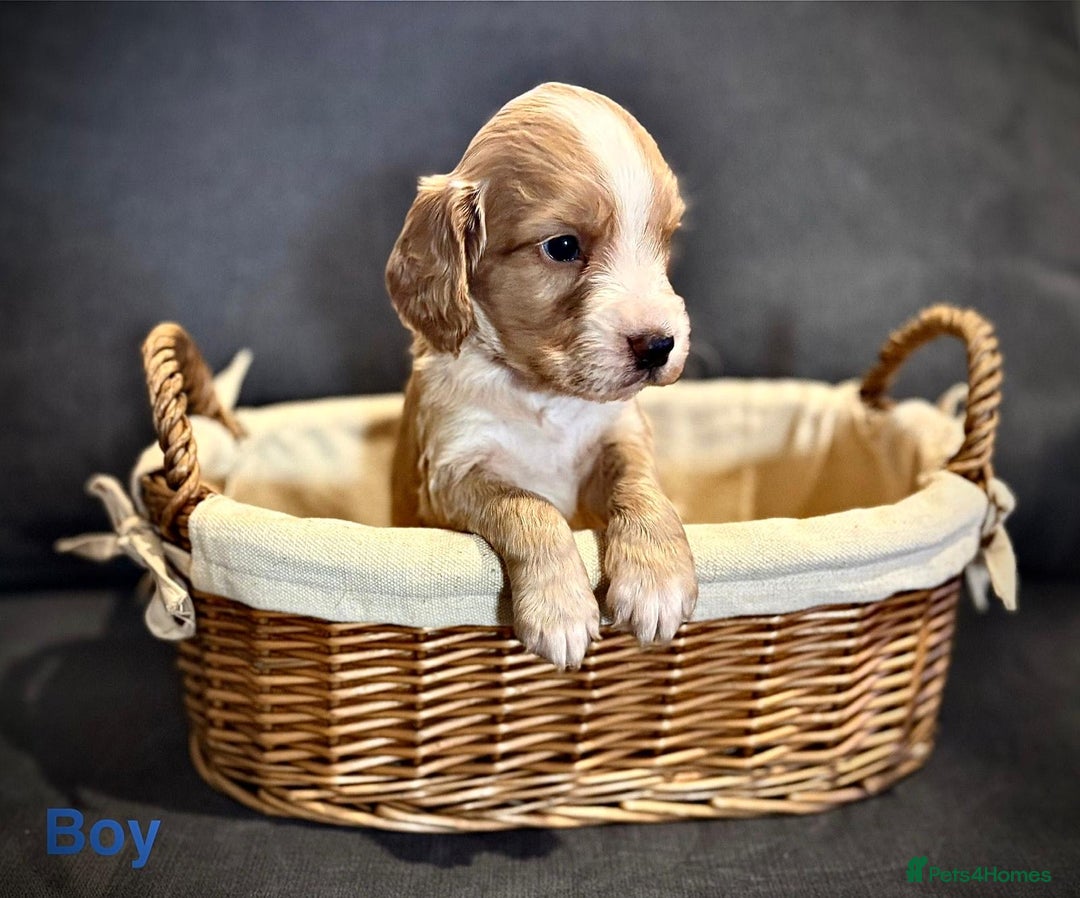 Cocker Spaniel dogs for sale: Stunning litter of Working Cocker Spaniels - Image 1