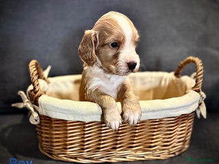 Cocker Spaniel dogs - Advert 11