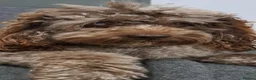 Cockapoo dogs for sale: Beautiful cockapoo puppies 🐶  - Advert 12