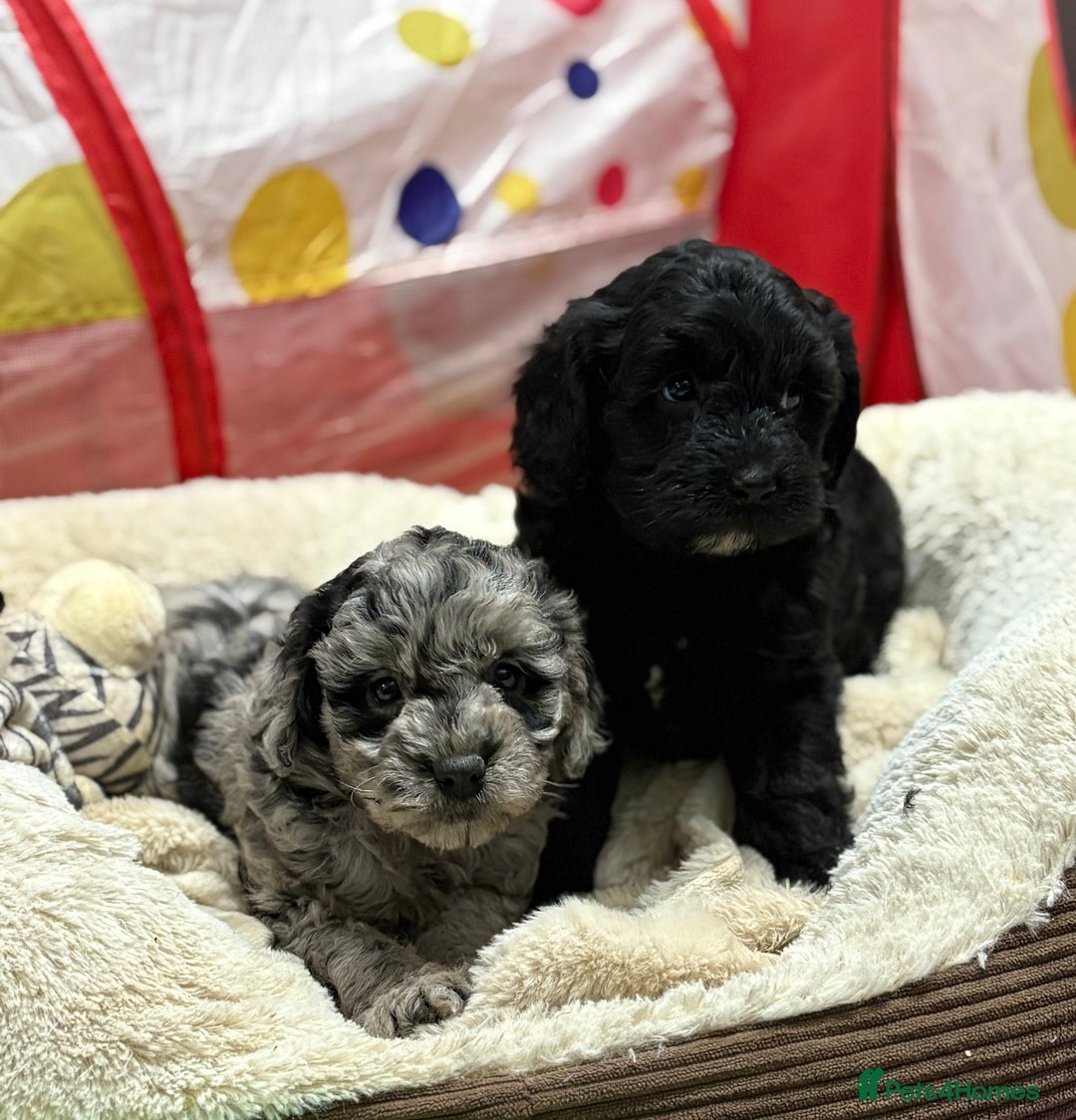Cavapoo dogs for sale: Beautiful cavapoochon puppies  - Advert 6