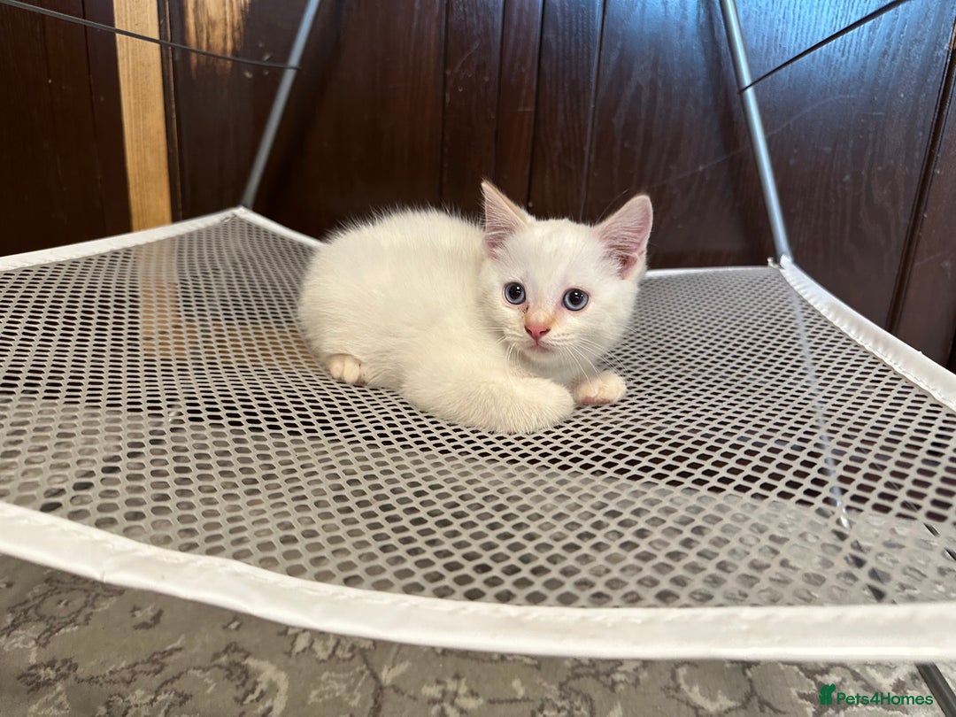 British Shorthair cats for sale: Gorgeous British Shorthair Kittens – Now Ready - Image 4