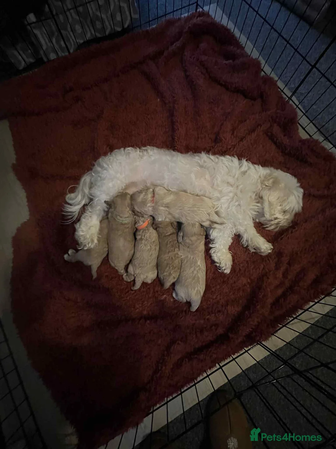 Lhasapoo dogs for sale: Lhasapoo puppies - Advert 10