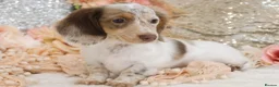 Miniature Dachshund dogs for sale: KC Longhair Miniature Dachshund Puppies - Advert 14