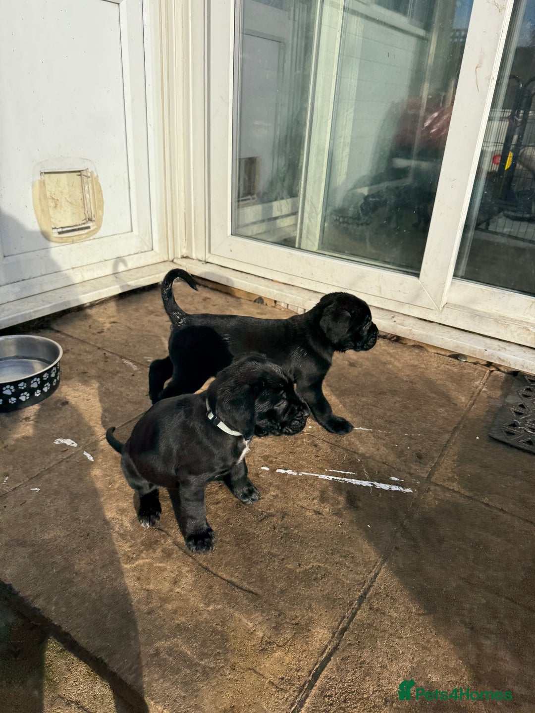 Cane Corso dogs for sale: Pure cane corso puppies  - Advert 10