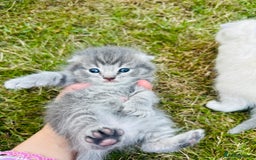 Scottish Fold cats for sale: Adorable Kittens Looking for Their Forever Homes🐾 - Image 17