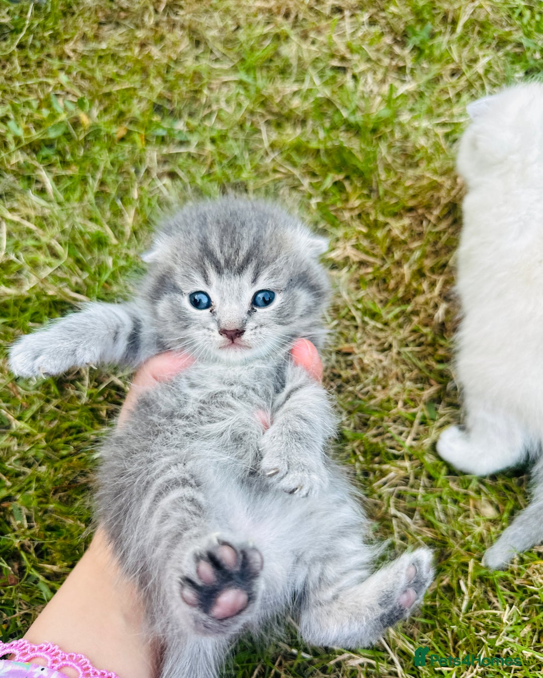 Scottish Fold cats for sale: Adorable Kittens Looking for Their Forever Homes🐾 - Image 17
