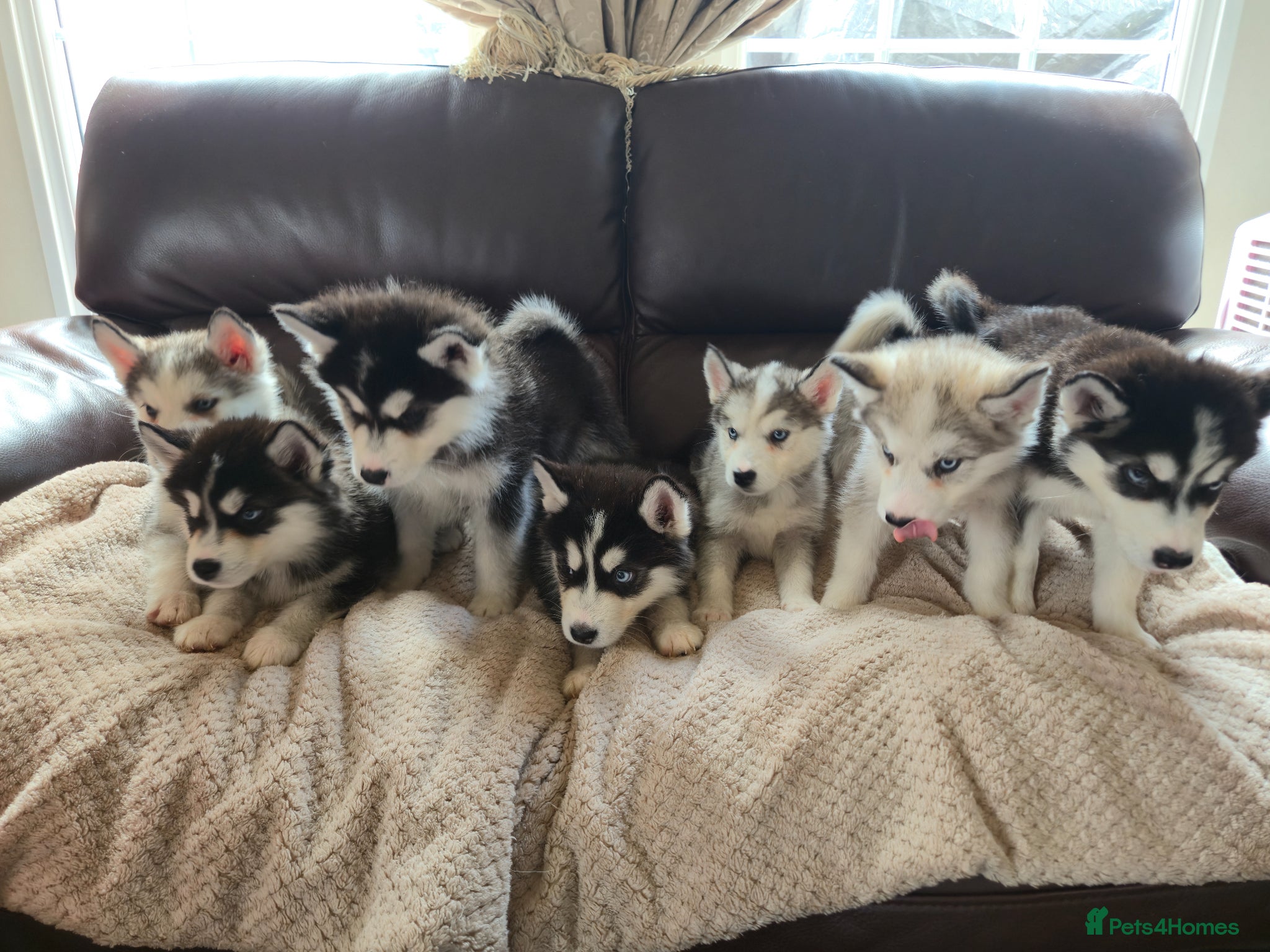 Utonagan dogs BEAUTIFUL MALAMUTE X SIBERIAN HUSKY PUPPIES - Advert 5