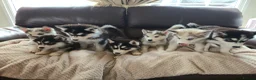 Utonagan dogs for sale: BEAUTIFUL MALAMUTE X SIBERIAN HUSKY PUPPIES - Advert 1
