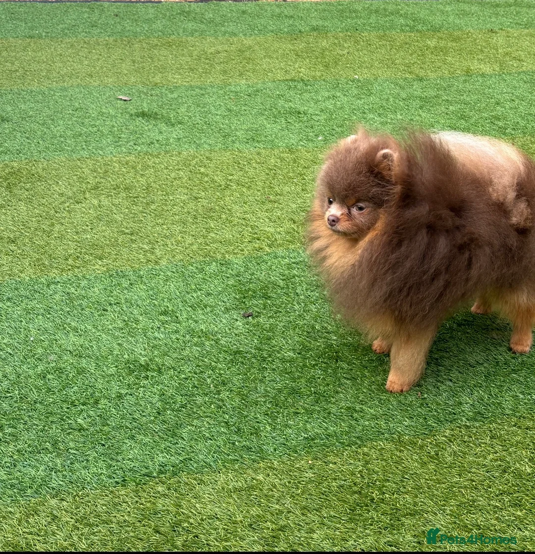 Pomeranian dogs for stud: 1.6kgPuppysize teddybear lilac and tan Pomeranian  - Advert 1