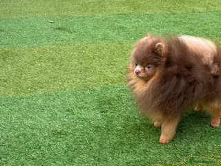 Pomeranian dogs 1.6kgPuppysize teddybear lilac and tan Pomeranian - Advert 22