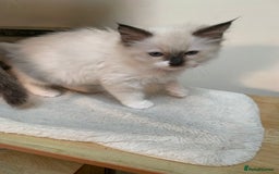 Ragdoll cats for sale: Ragdoll kittens  - Image 4