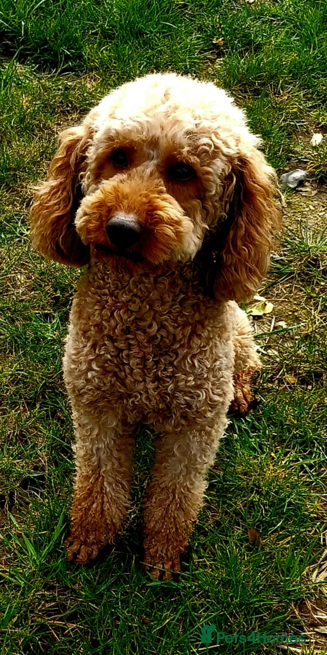 Miniature Poodle dogs for stud: ROMEO DNA health tested KC Miniature Red Poodle in Thetford - Advert 2