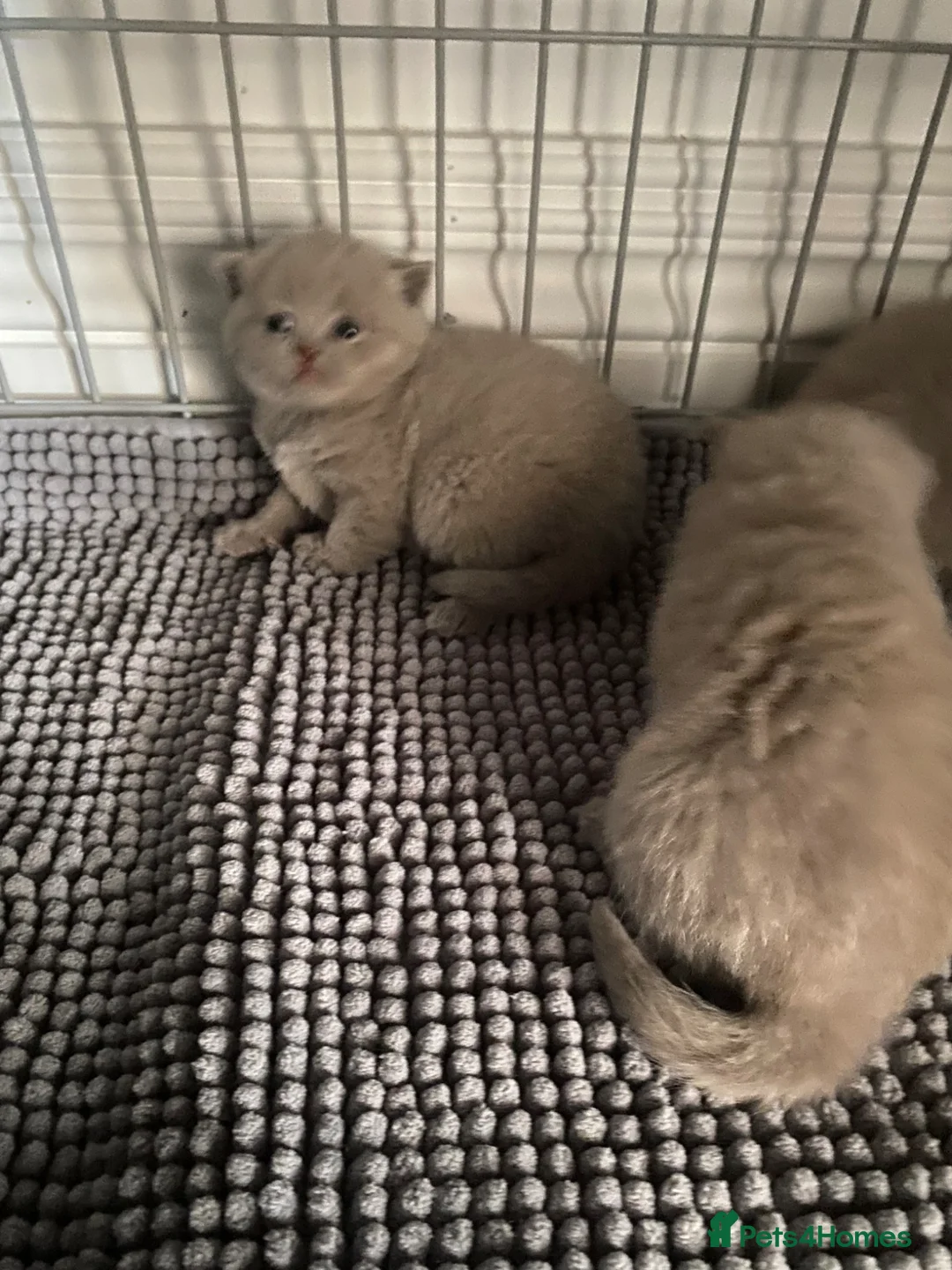 British Shorthair cats for sale: Chunky British short hair  in Cardiff - Advert 2