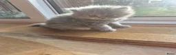 Scottish Fold cats for sale: Scottish fold and straight, girl, boy in Nottingham - Advert 17