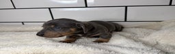 Miniature Dachshund dogs for sale: STUNNING MINIATURE DACHSHUNDS DAPPLE KC  - Advert 12