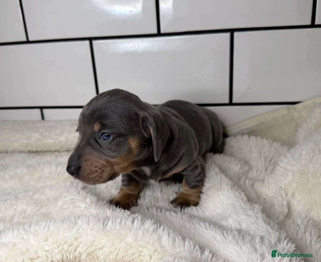 Miniature Dachshund dogs for sale: STUNNING MINIATURE DACHSHUNDS DAPPLE KC  - Advert 12
