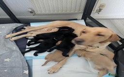 Labrador Retriever dogs for sale: Retriever Labrador puppys for sale - Image 3