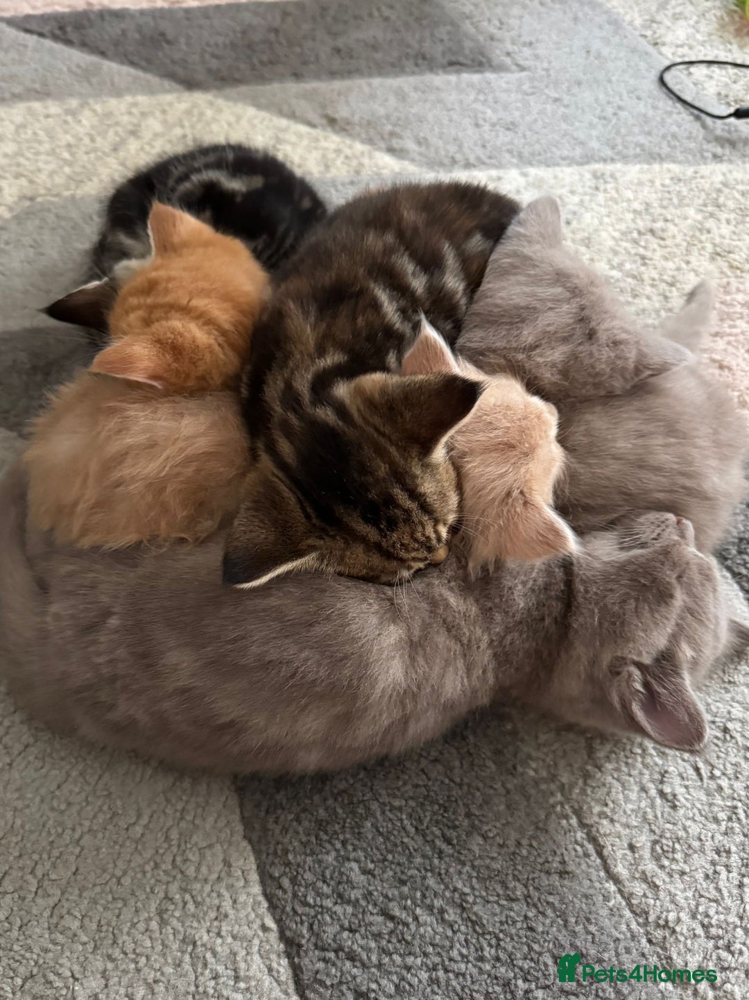 Maine Coon cats for sale: 7 Maine Coon x Bengal kittens - Image 18