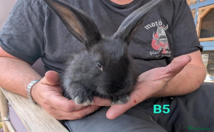 Continental Giant rabbits - Advert 1