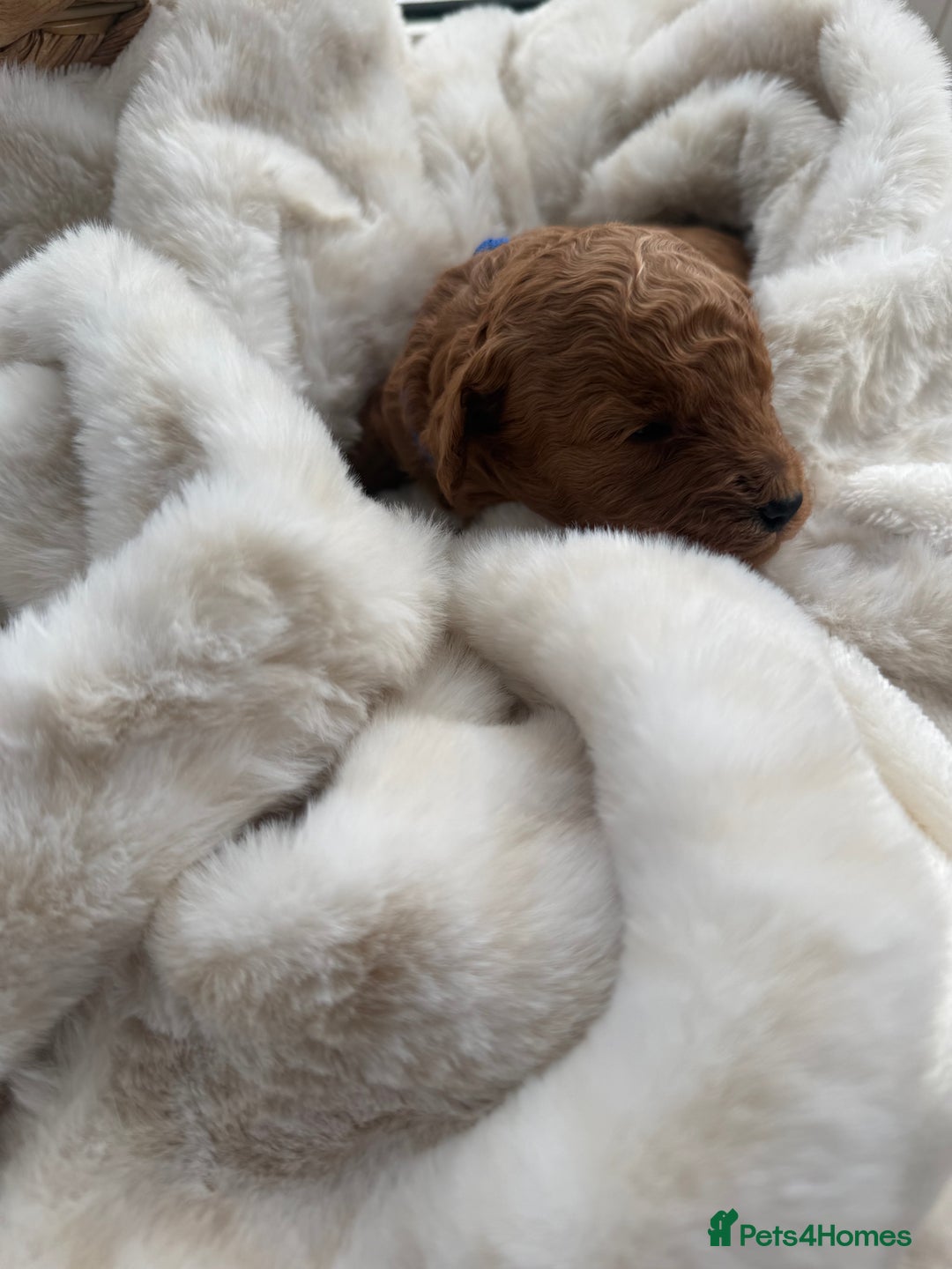 Cockapoo dogs for sale: Toy cockapoo - Advert 2