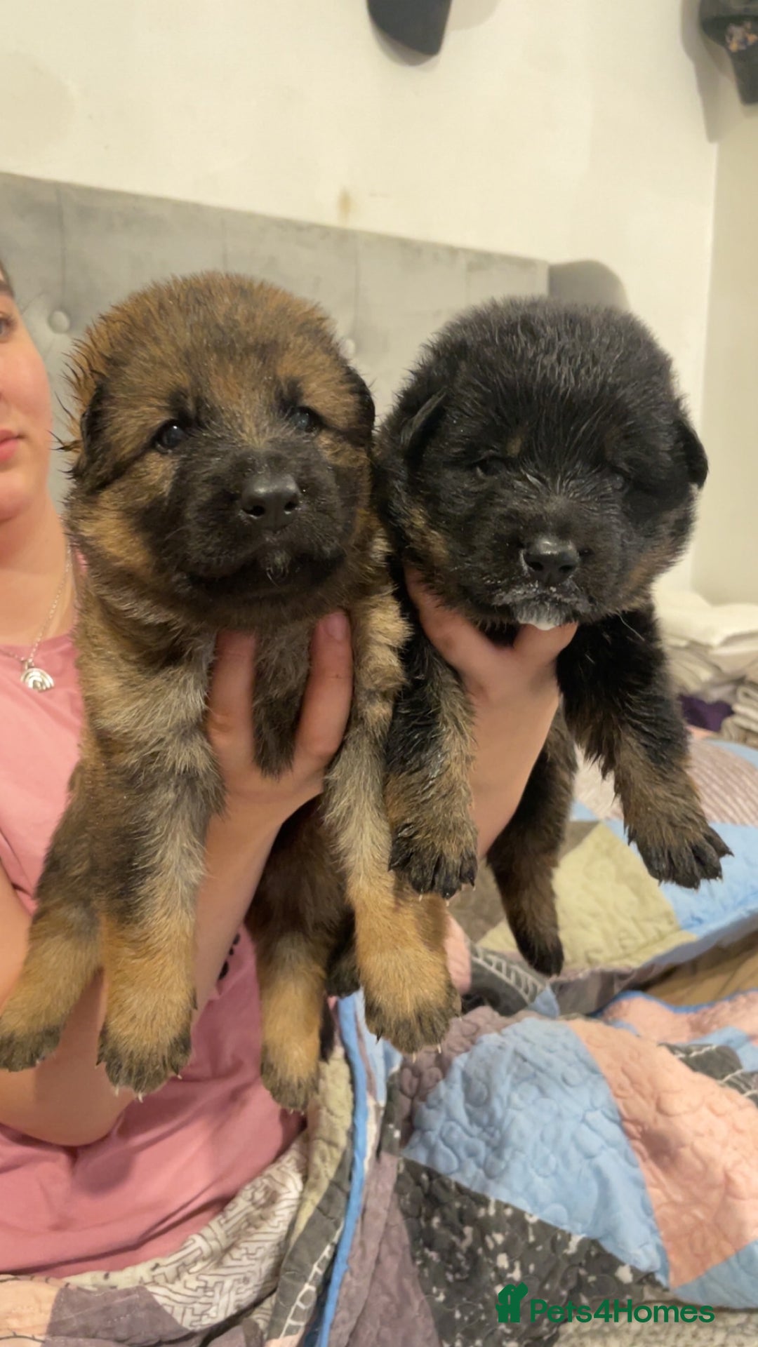 German Shepherd dogs for sale: 2 GORGEOUS MALE PUPPIES  - Image 6