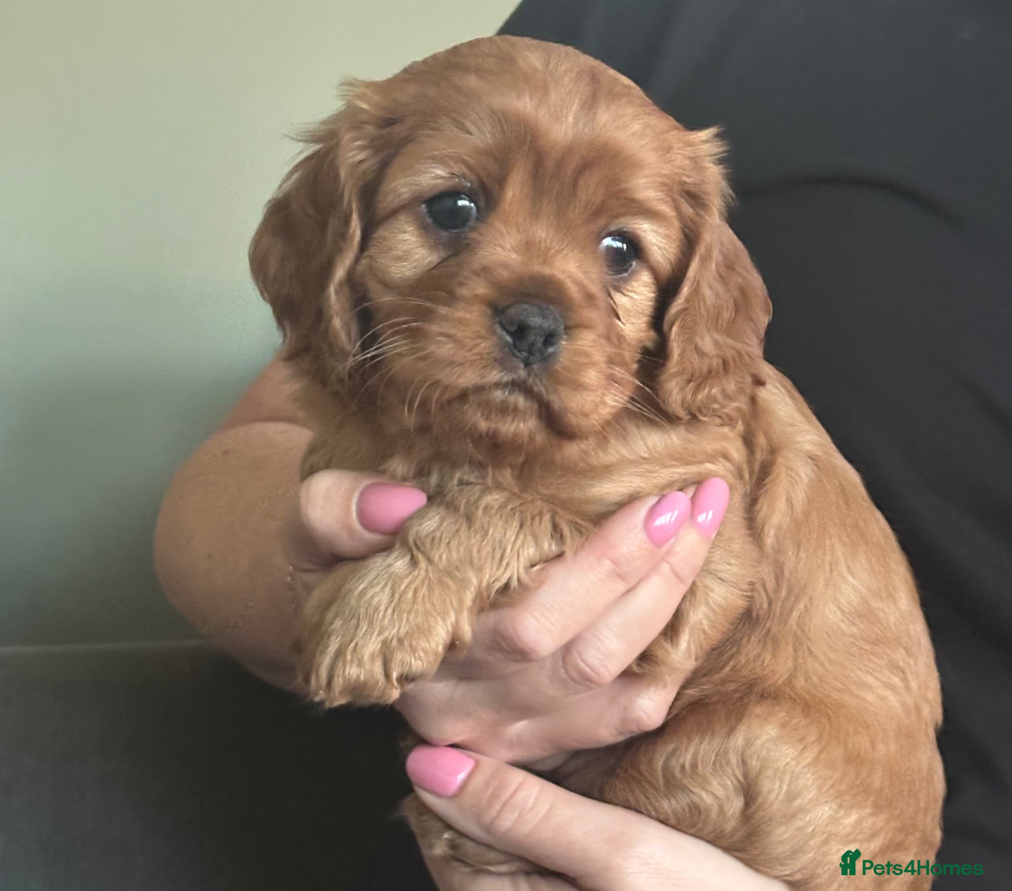 Cavapoo dogs Stunning full ruby cavapoo - Advert 8