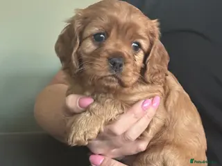 Cavapoo dogs Stunning full ruby cavapoo - Advert 8