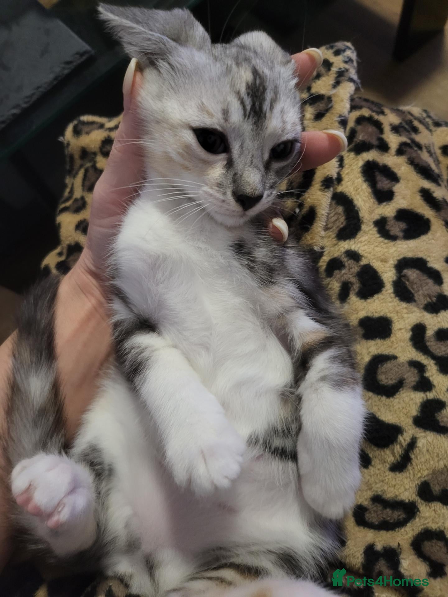 Mixed Breed cats for sale: Bengal × Nebelung - Advert 6
