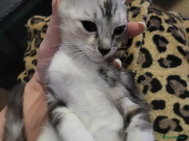 Mixed Breed cats for sale: Bengal × Nebelung - Advert 6