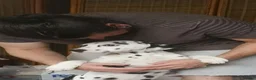 Dalmatian dogs for sale: Beautiful Purebred Black-Spotted Dalmatian Puppies - Advert 5