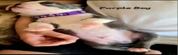 Boston Terrier dogs for sale: Beautiful Boston Babies looking for forever family - Advert 27