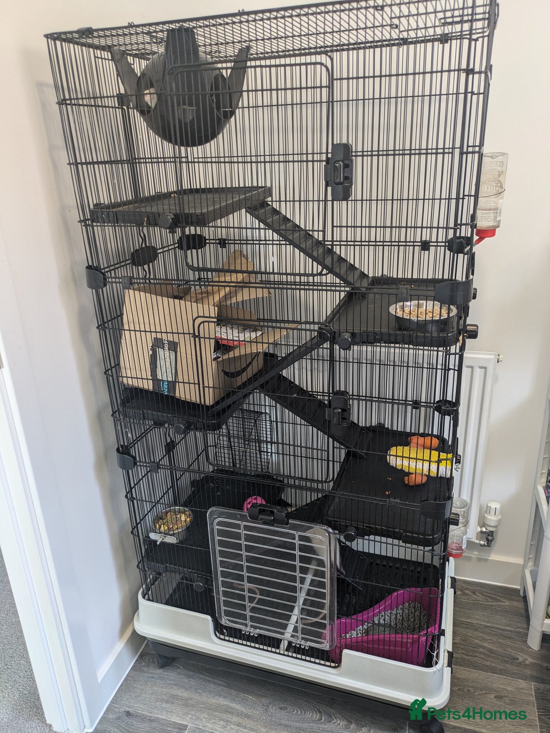 Rat rodents for sale: 3 rats - Image 7